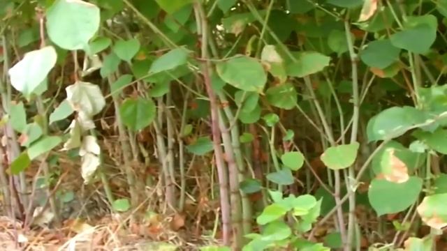 PERICOL IN ROMANIA ! A APARUT CEVA SOCANT ! Planta Care NU Poate Fi UCISA Sperie Gradinarii смотреть онлайн