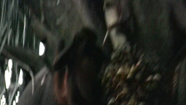 Colorados in Palma Real.MTS смотреть онлайн