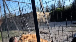 К львице Легенде приехал бывший хозяин ! Тайган .крым