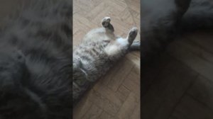 у кота весенняя эпилепсия)
