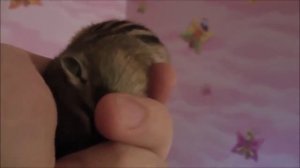 Забавные Животные - Бурундук! Веселая Видео Подборка!_tuHsIwuvazOSJDcjZpWFBnptDFCzhOCB
