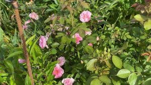 Розы канадской селекции - как живут в Подмосковье. #канадские_розы #розы_в_подмосковье