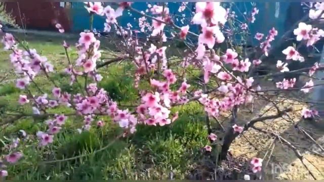 Цветущий город😍😍😍!!! Весна🌼🌼🌼!!!! Апрель2022г