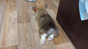 КОГДА В СЕМЬЕ ПОЯВИЛСЯ КОРГИ 🐕🦺