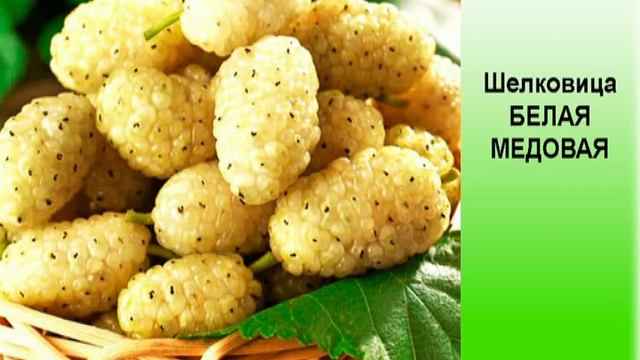 Шелковица БЕЛАЯ МЕДОВАЯ