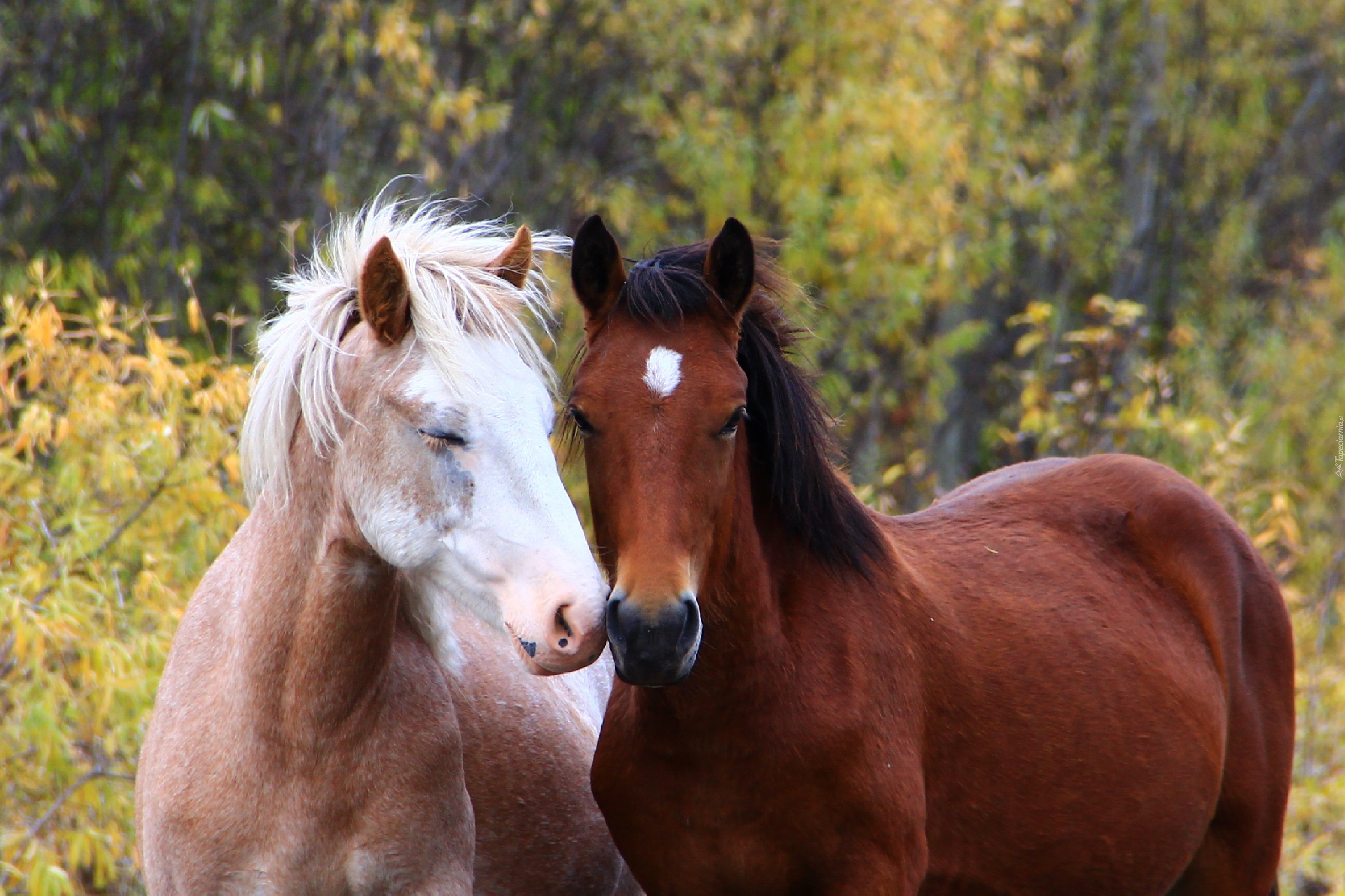 Картинки хороших лошадей. Красивые лошади. Две лошади. Пара лошадей. Красивый конь.