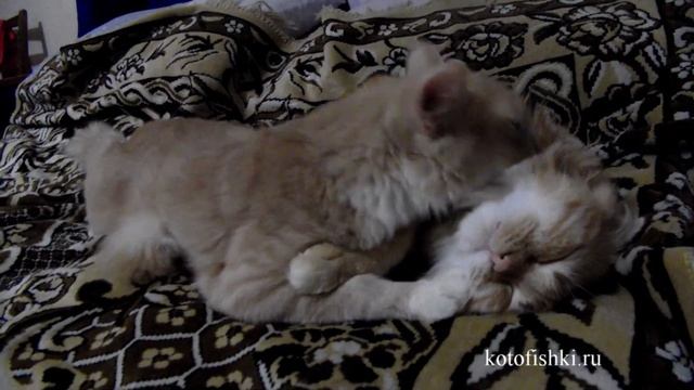 Коты обнимаются, кошачьи нежности | Кото-релакс :) | Kittens are resting