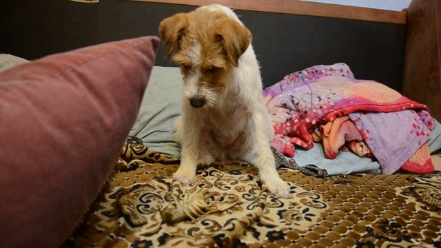 Разделка раков) смотреть онлайн