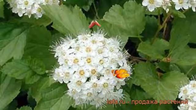 Пузыреплодник калинолистный Нана ? обзор: как сажать, саженцы пузыреплодника Нана смотреть онлайн