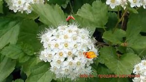 Пузыреплодник калинолистный Нана ? обзор: как сажать, саженцы пузыреплодника Нана