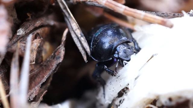 Жуки едят гриб смотреть онлайн