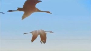 Сергей Какенов  - Птицы(2020)