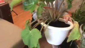 Перевалка и пересадка комнатных цветов!