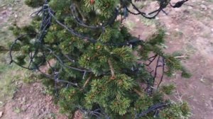 Ель колючая Лайки страйк после зимовки на участке / Lucky Strike