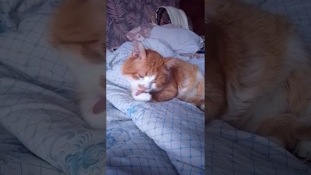 дружище... ты кого намываешь?#котики #коты смотреть онлайн