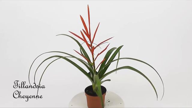Tillandsia Cheyenne смотреть онлайн