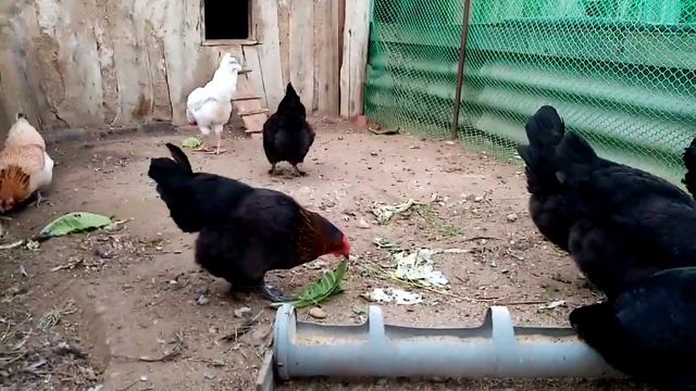 Сбор яйца от молодок микс Марана и Хохлатой!!! смотреть онлайн