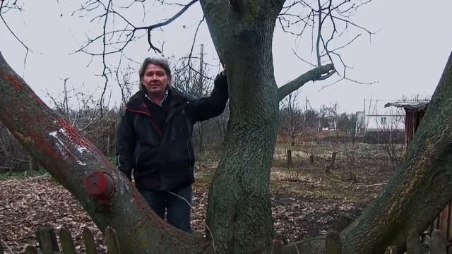 Деревья-путешественники: часть вторая ОРЕХ смотреть онлайн