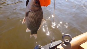 Рыбалка с Рок-ТуСой. База Слобода, г.Харабали, Ахтуба, Ашулук. Троллинг, отводной. Сентябрь 2024.