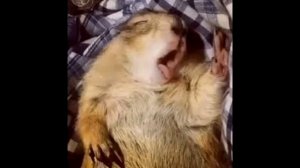 Смешной будильник