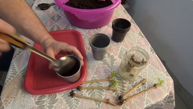 Высаживаю укоренённые черенки винограда в стаканчики смотреть онлайн