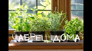 Как вырастить дома чабрец?(тимьян) Секреты опытного садовода!