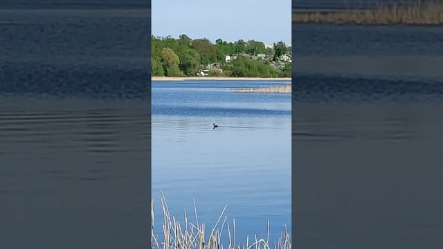 утка Поганка или Чомга смотреть онлайн