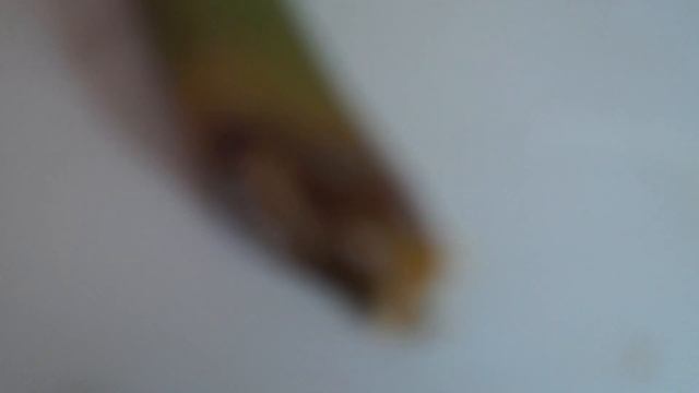 Замиокулькас (долларовое дерево) разводим листочками и черенками. смотреть онлайн