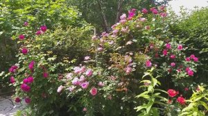 Сочетание роз в ландшафтном дизайне. Аромат и красота.Пионы.