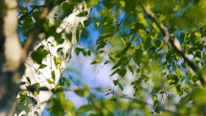 Яркая весенняя берёза | Футажи красивая природа [FullHD]