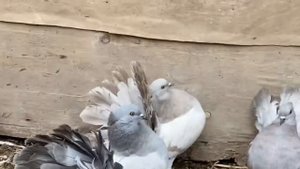 Голуби павлины. Индийские павлины 2020. Indian fantail pigeon