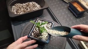 Адениум в стиле бонсай.