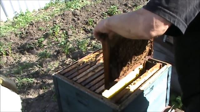 Пчелы Роение Матка Перга ЧервлениеНенаучное видео жены пчеловода смотреть онлайн