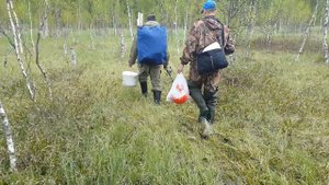 Баево болото в Московской области
