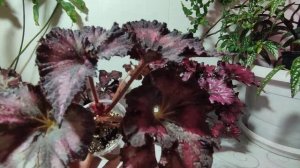 Похожие сорта бегоний.