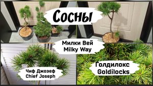 Сосны. Милки Вей, Голдилокс, Чиф Джозеф.