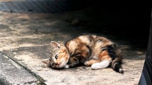 "Не забывайте друзей" поет Вячеслав Добрынин.