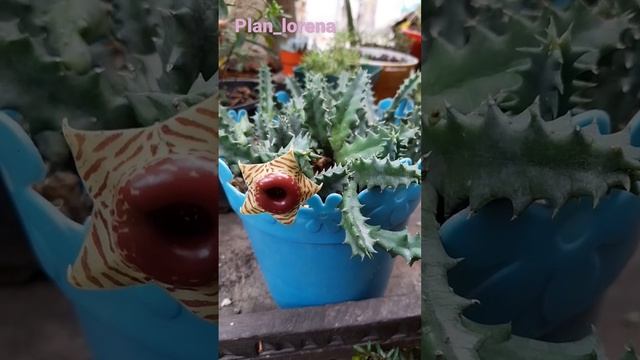 huernia zebrina, confusa...de muy poca agua sustrato mineral  semi sombra.