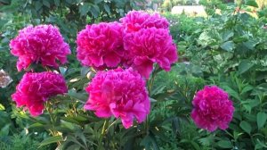 Пион СВИТОЧ - Paeonia SVITOCH: обзор, описание, цветение, отзыв