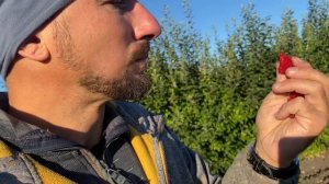 Тибетская Малина