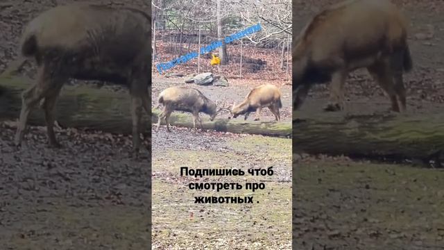 New York. Zoo. Bronx. deer fight . Зоопарк Бронкс. Нью Йорк. Олени дерутся.