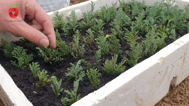 Jednostavan način za razmnožavanje čempresa brzo i efikasno смотреть онлайн