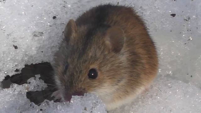 Полевая мышь - маленький и осторожный грызун ранней весной