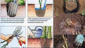 Розы: посадка и уход в открытом грунте для новичков