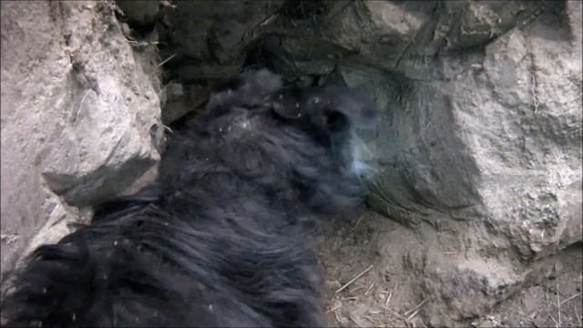 охота на барсука с фоксами смотреть онлайн