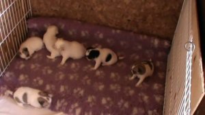 Щенки чихуахуа 1 месяц.