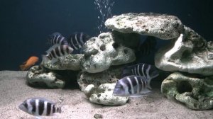 дом для фронтоз.