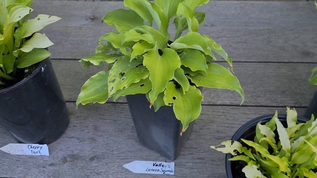 Обзор по моим жёлтым хостам. смотреть онлайн