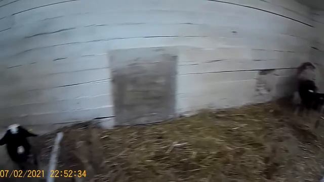 овцы. окоты начались. смотреть онлайн