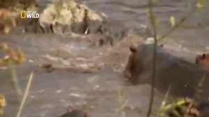 Дикая природа. Бегемот против крокодила.